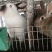 诚信经营货到付款肉兔宠物兔长毛兔公羊兔等