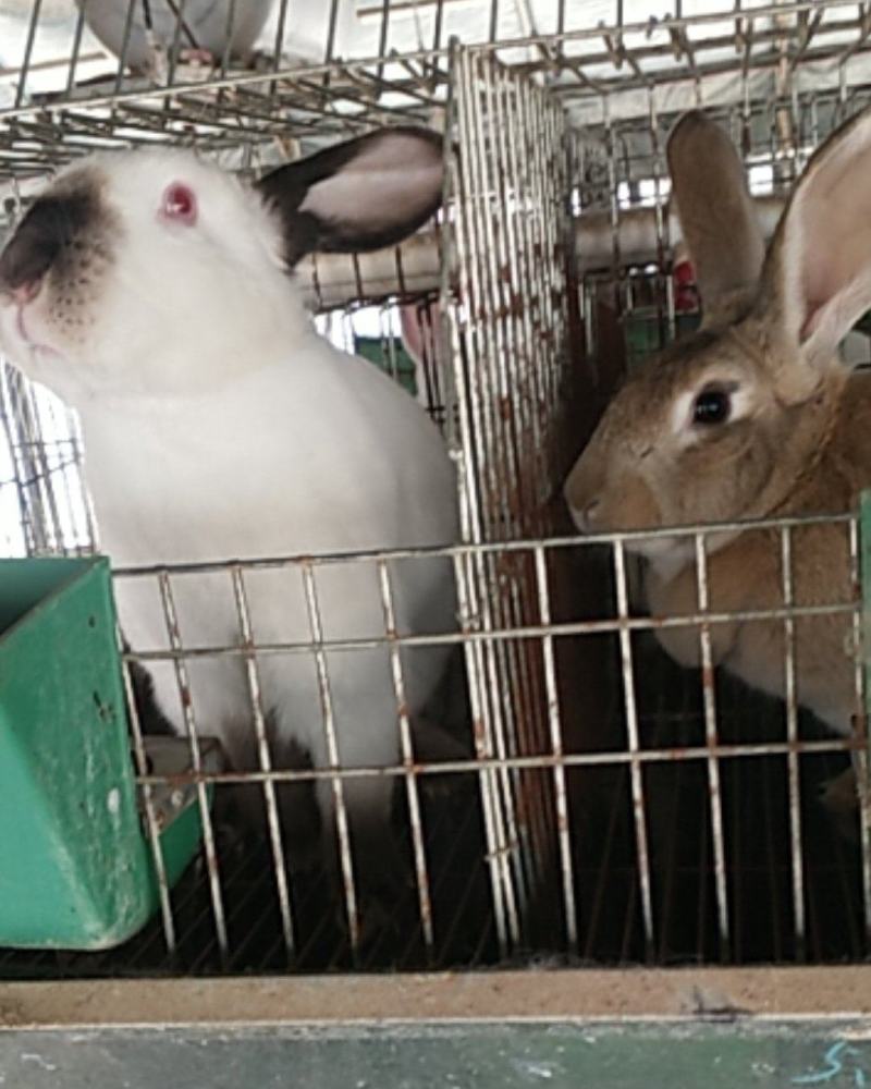 诚信经营货到付款肉兔宠物兔长毛兔公羊兔等
