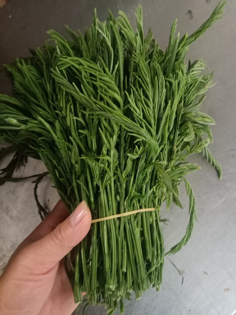 云南普洱臭菜_也叫羽叶金合欢_鲜货