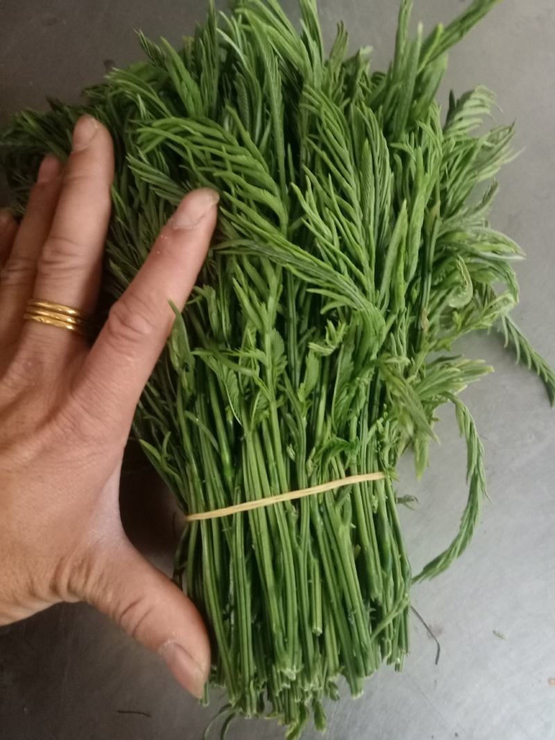 云南普洱臭菜_也叫羽叶金合欢_鲜货