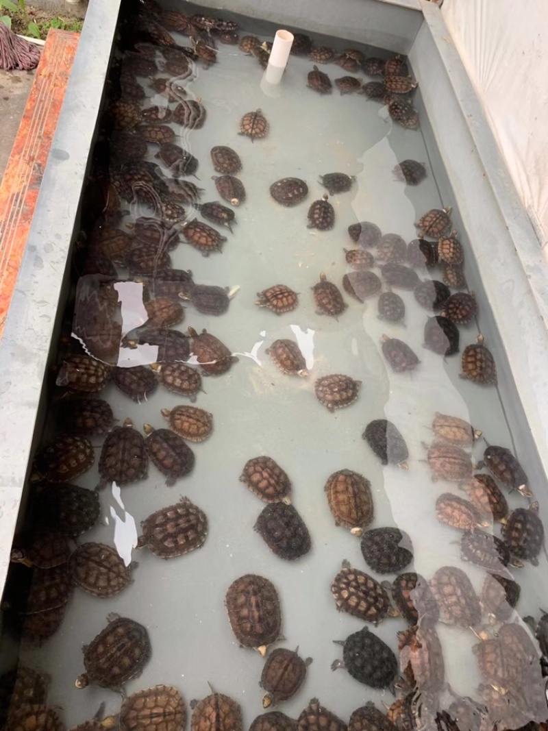 2-4两龟碌150条便宜打包，健康全品