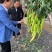 优美春喜黄皮椒优美518抗病耐寒热辣椒