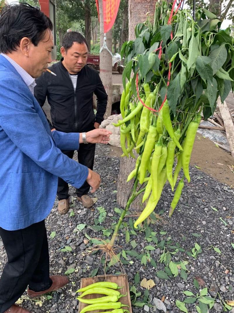 优美春喜黄皮椒优美518抗病耐寒热辣椒