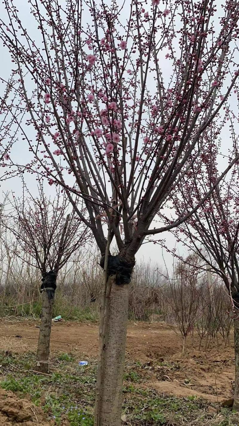 江苏榆叶梅工程苗榆叶梅产地价格，榆叶梅一手货源