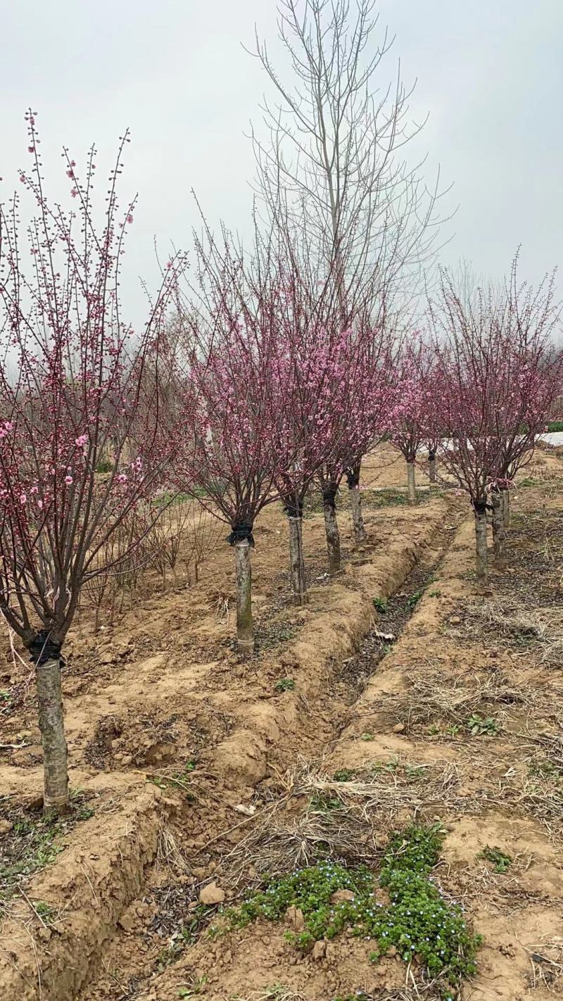 江苏榆叶梅工程苗榆叶梅产地价格，榆叶梅一手货源