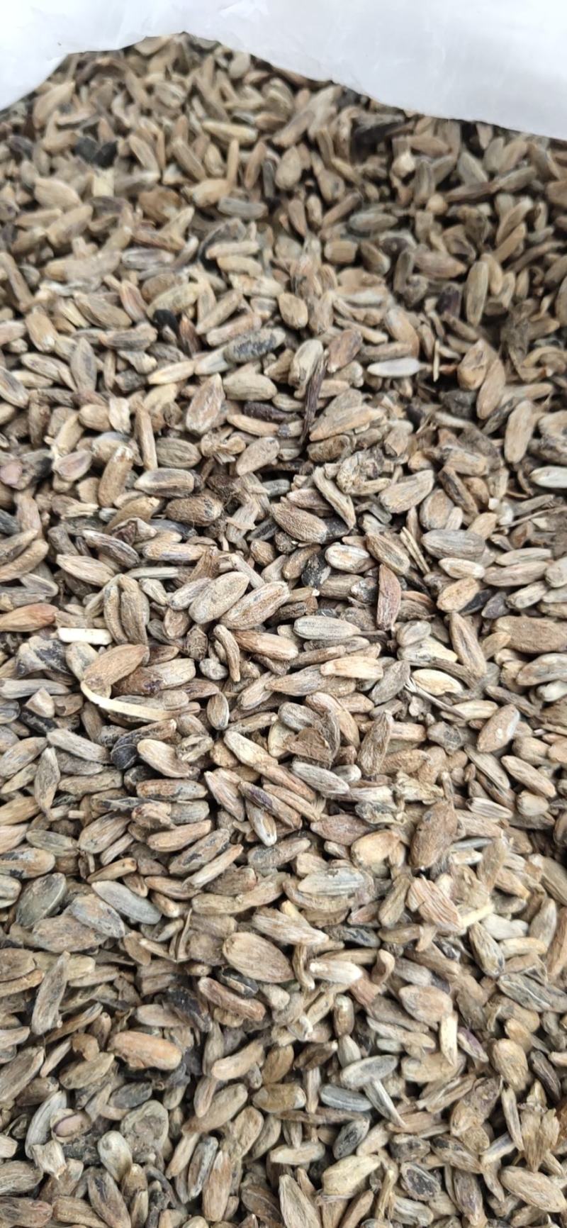 白术子:根茎一年或两年作物，用图广效益好