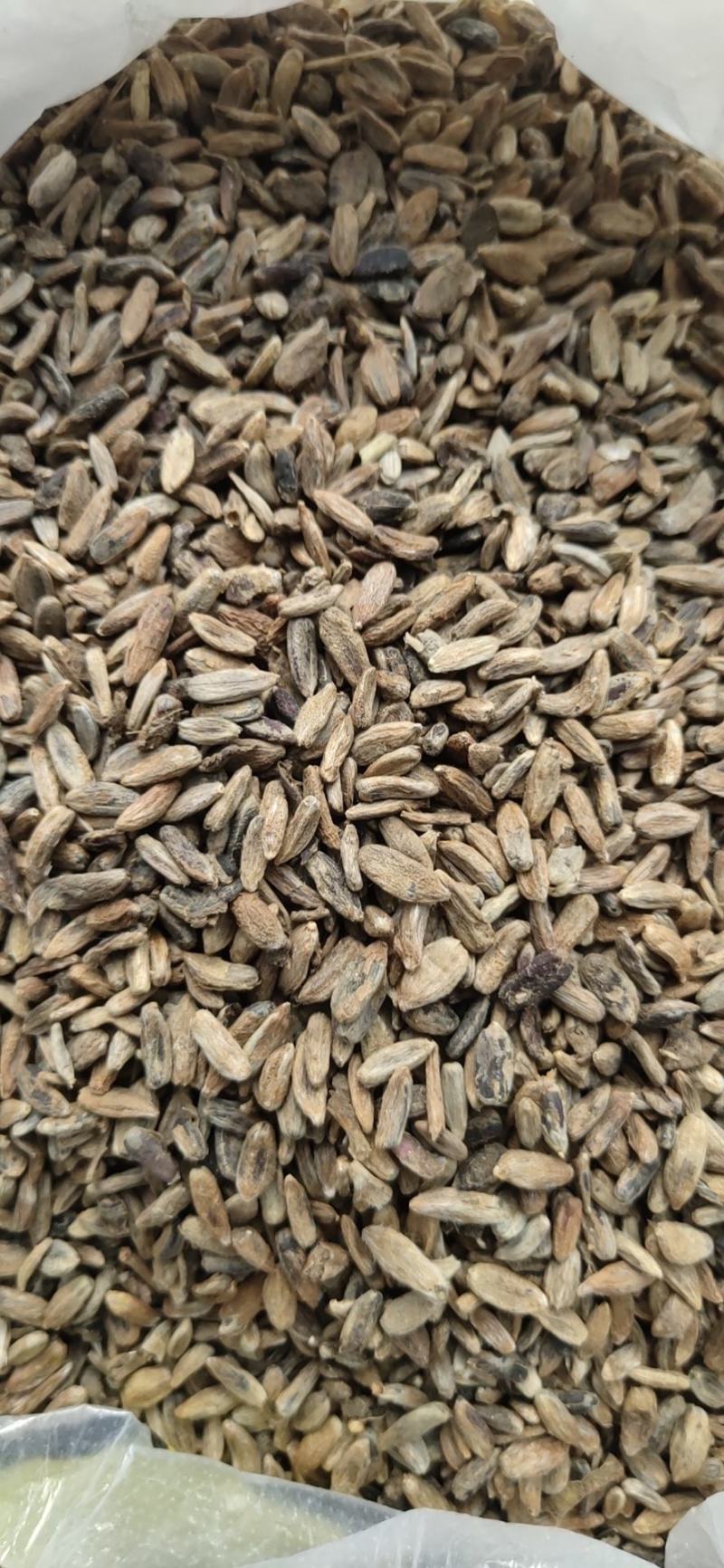 白术子:根茎一年或两年作物，用图广效益好