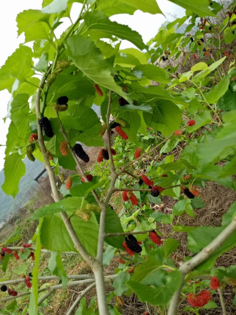 海宁嫁接苗果桑苗二年带叉枝果桑包技术包对版，桑树苗