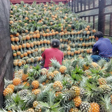 云南河口香水菠萝产地直销大量上市推广，全国招商