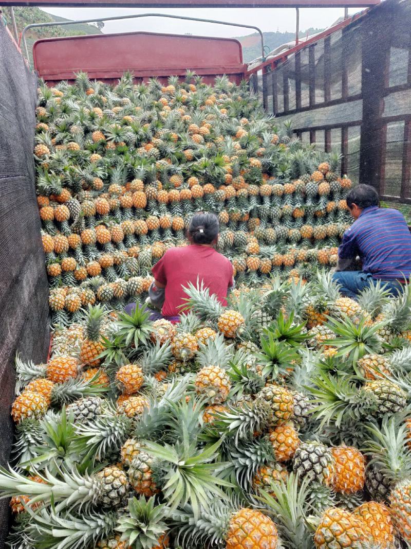 云南河口香水菠萝产地直销大量上市推广，全国招商
