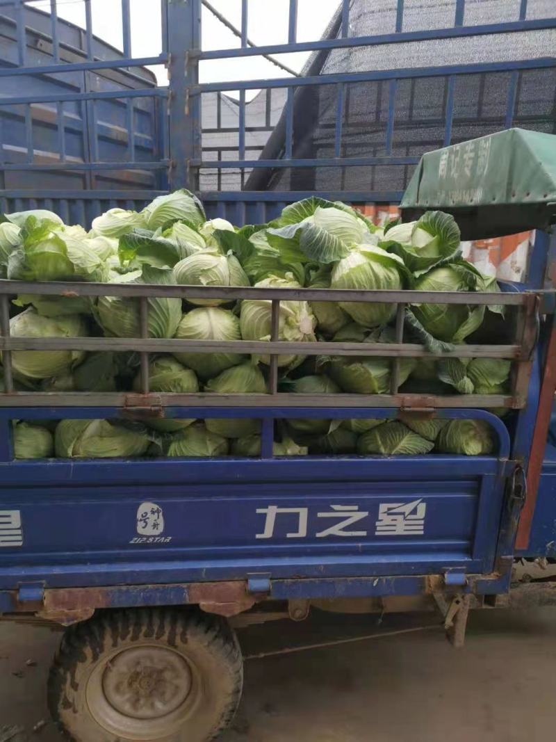 精选平包菜走货，可发市场加工厂，欢迎全国采购商前来考察