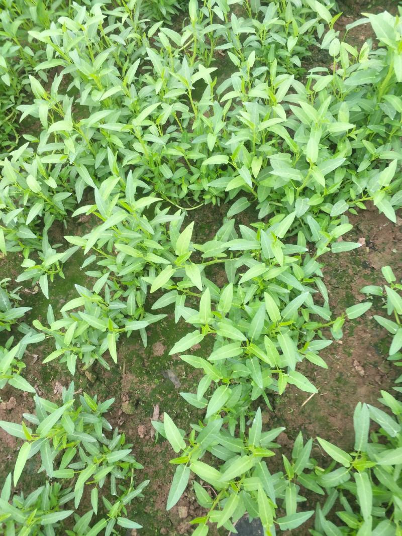 竹叶空心菜30-45厘米