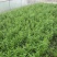 竹叶空心菜30-45厘米