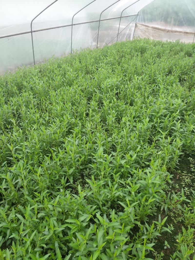 竹叶空心菜30-45厘米