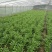 竹叶空心菜30-45厘米