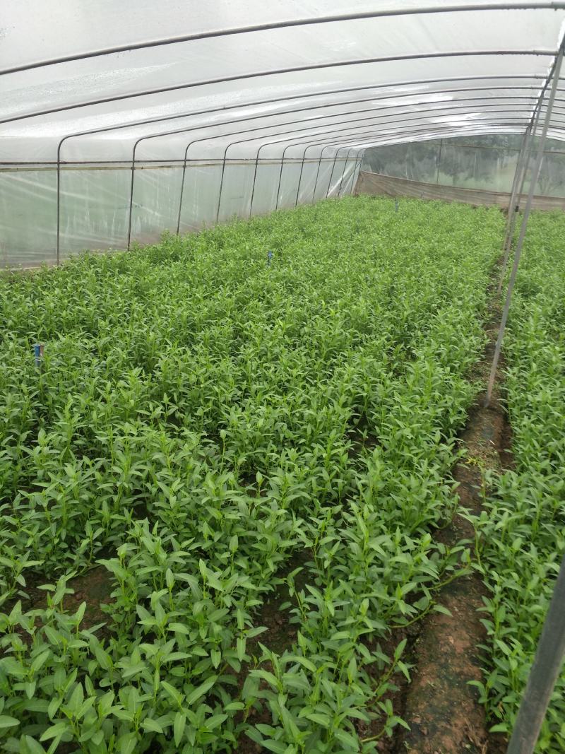 竹叶空心菜30-45厘米