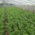 竹叶空心菜30-45厘米