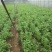 竹叶空心菜30-45厘米