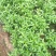 竹叶空心菜30-45厘米