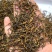金骏眉红茶金骏眉茶叶批发货源金骏眉散装批发武夷产