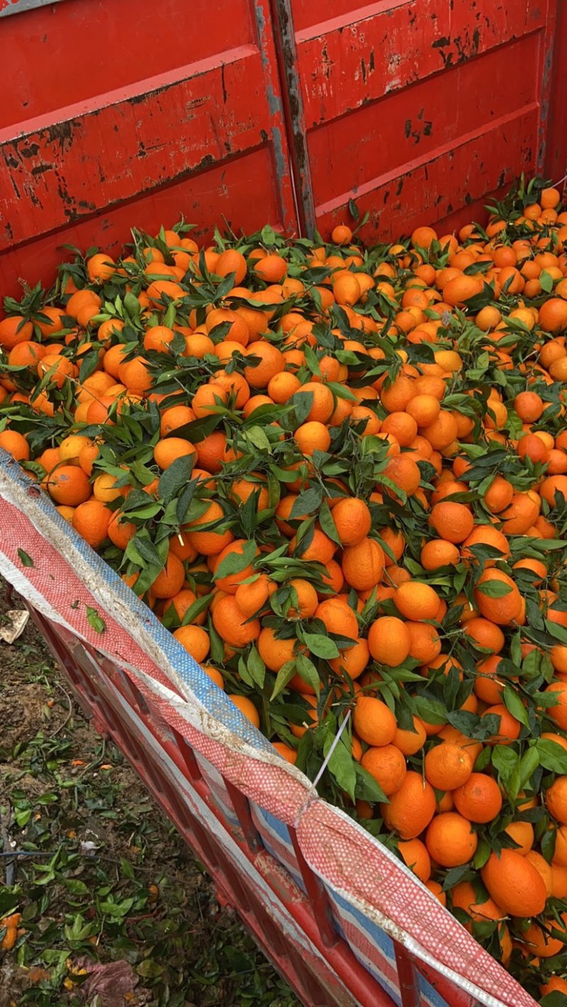 奉节脐橙圆红高次果批发中心