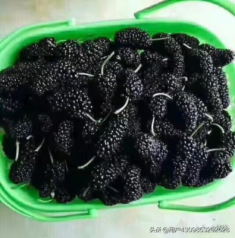 出售优质嫁接黑桑葚树苗