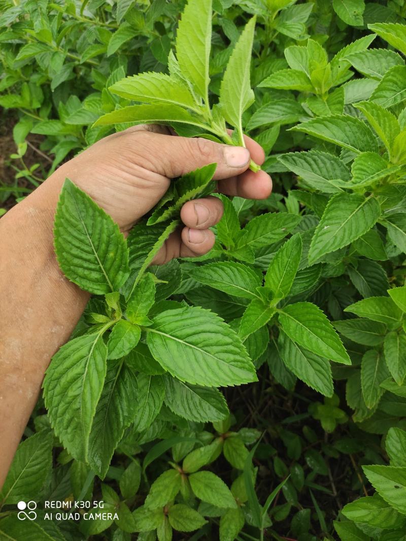 清凉薄荷苗食用薄荷盆栽田地种植均可