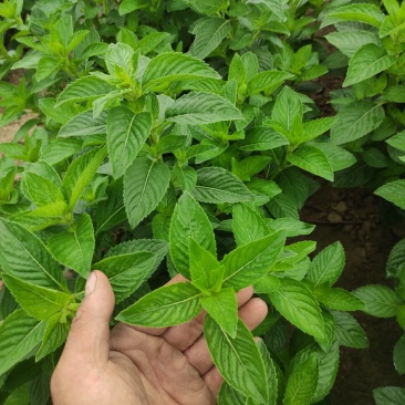 清凉薄荷苗食用薄荷盆栽田地种植均可