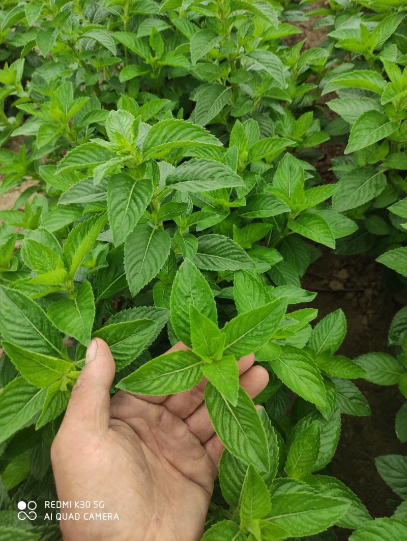 清凉薄荷苗食用薄荷盆栽田地种植均可