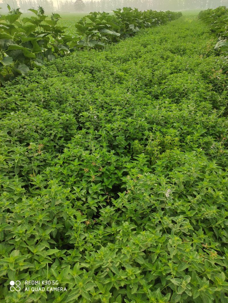 清凉薄荷苗食用薄荷盆栽田地种植均可