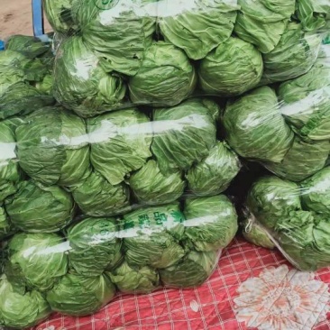 精品甘蓝河北甘蓝大量上市货源充足保质保量欢迎来电