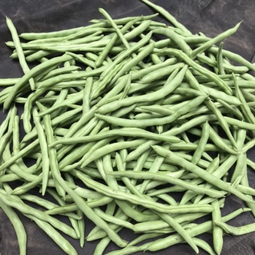 小金豆中货1.5，诚信代办代发