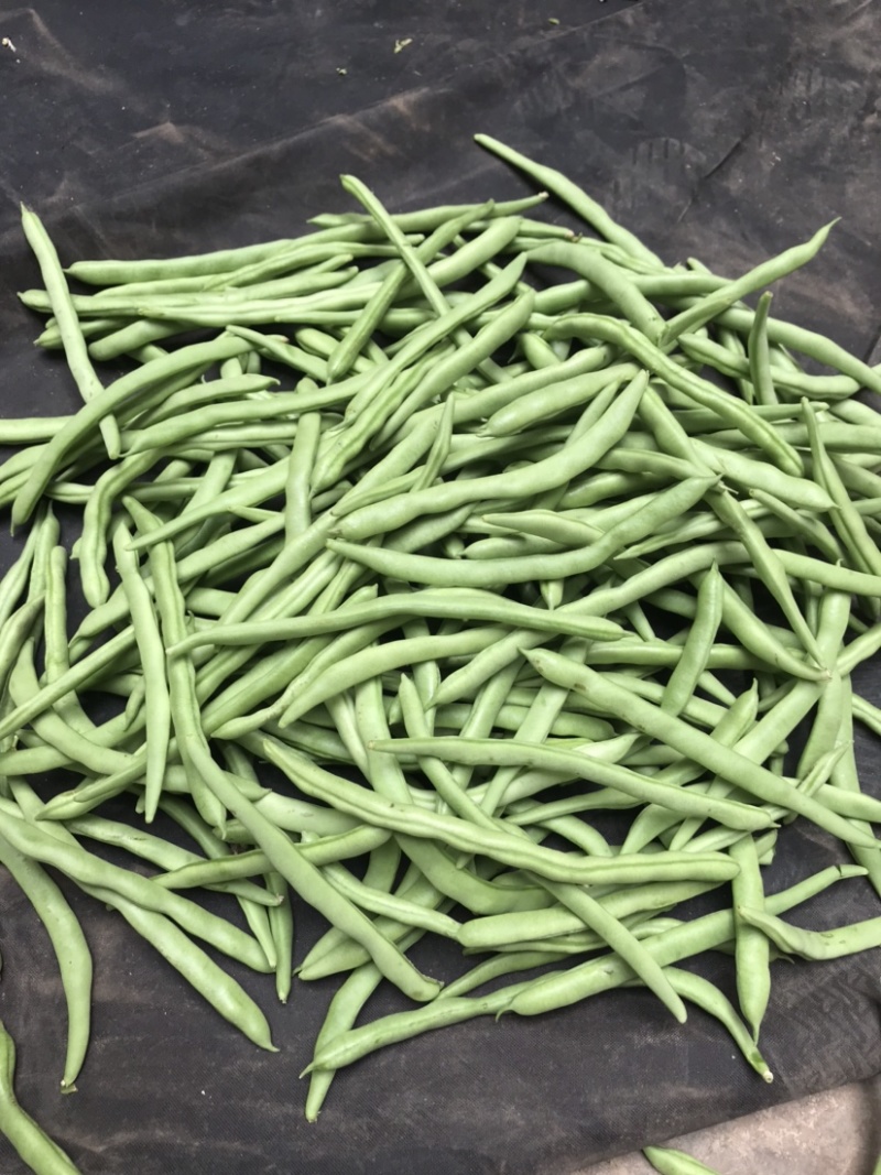 小金豆中货1.5，诚信代办代发