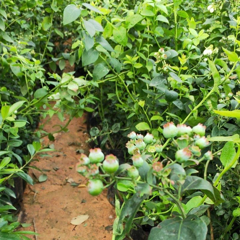 蓝莓广西蓝莓树苗盆栽地栽果树营养杯带花果发货包邮