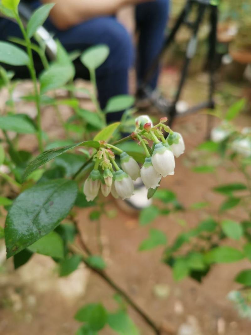蓝莓广西蓝莓树苗盆栽地栽果树营养杯带花果发货包邮