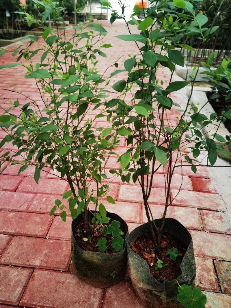 蓝莓广西蓝莓树苗盆栽地栽果树营养杯带花果发货包邮