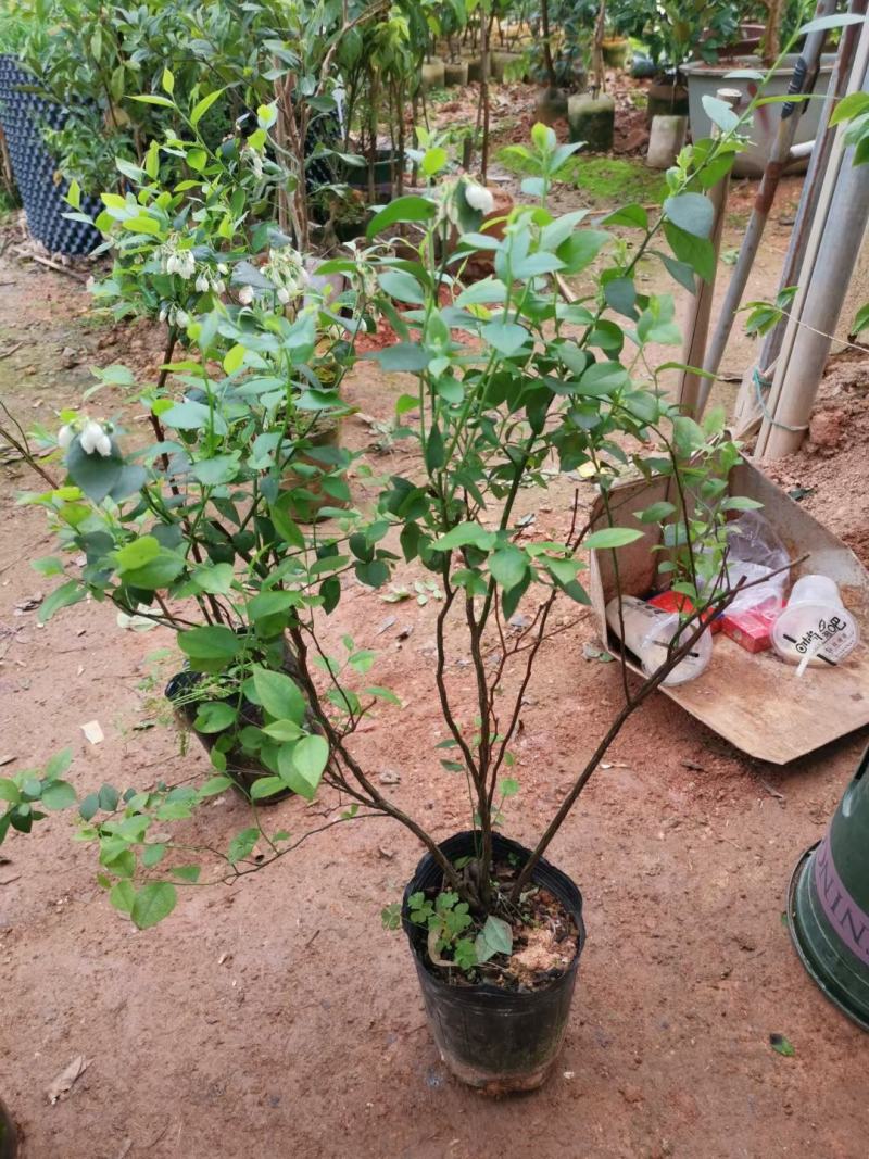 蓝莓广西蓝莓树苗盆栽地栽果树营养杯带花果发货包邮