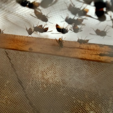 蜂