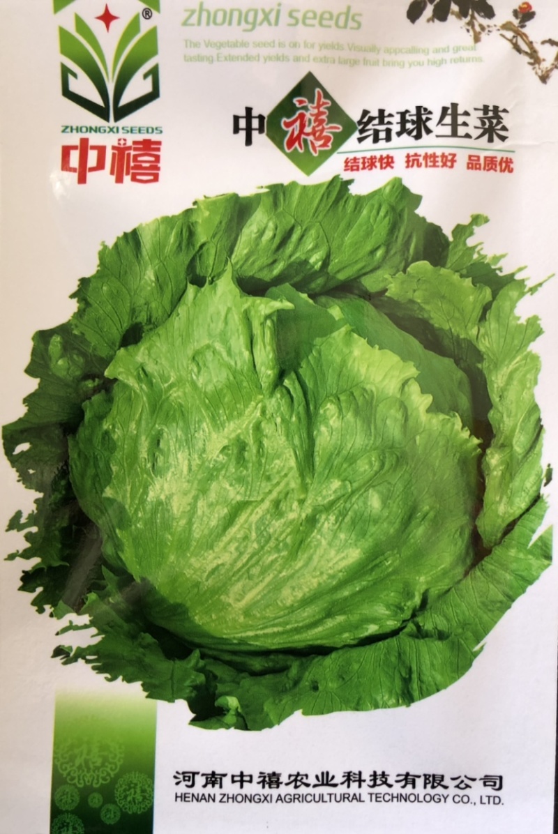 半结球生长速度快生菜种子意泰利2号