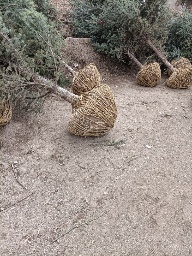 云杉，两米，三米，四米大量