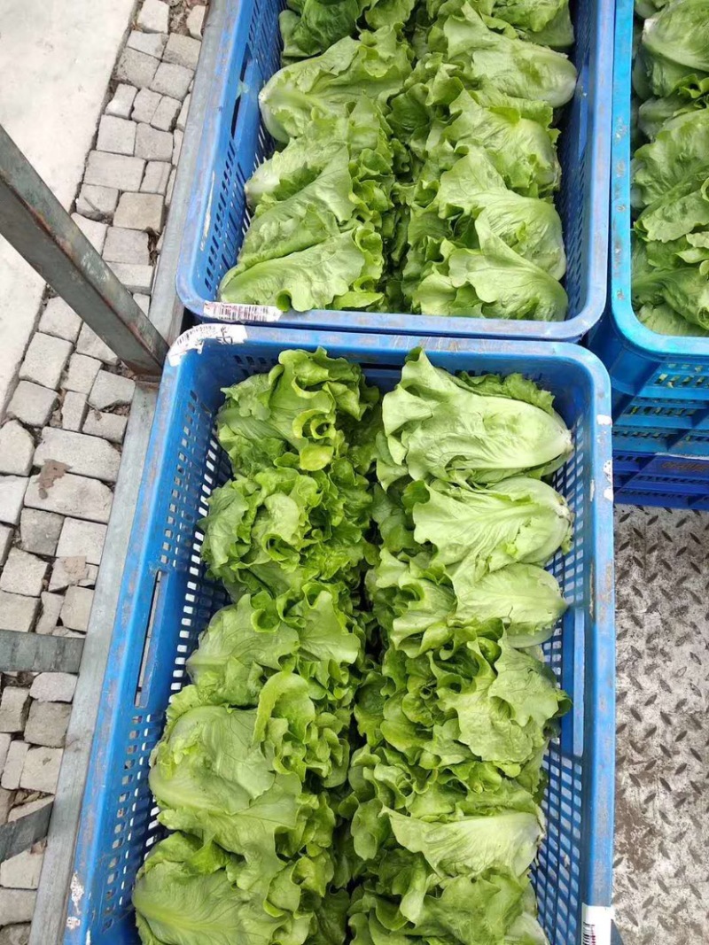 半结球生长速度快生菜种子意泰利2号