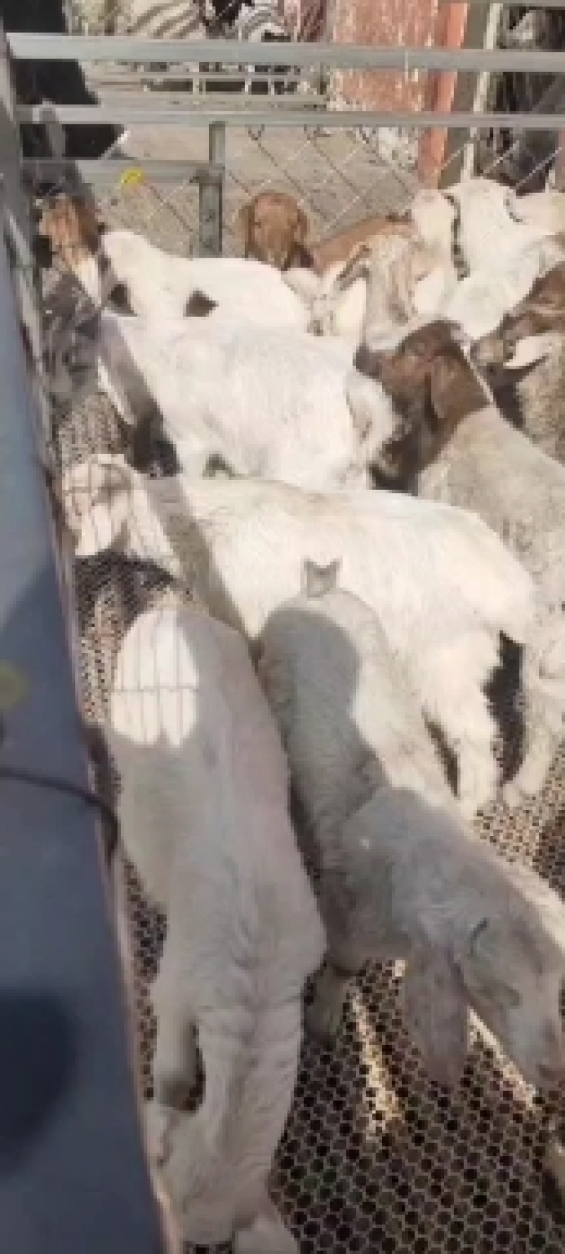 波杂小公羊苗质量保证