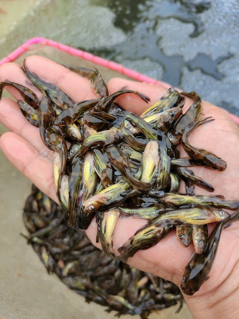黄骨鱼苗、杂交黄骨鱼骨，一手货源，苗场直销，欢迎订购