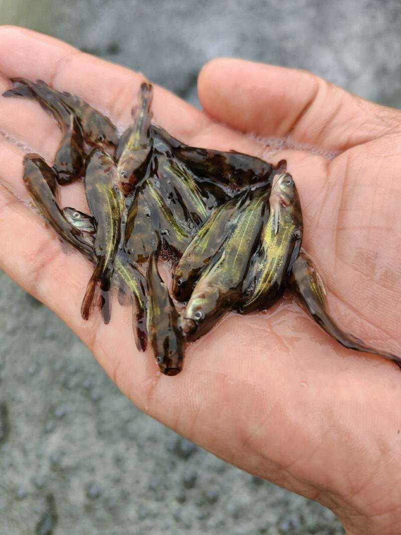 黄骨鱼苗、杂交黄骨鱼骨，一手货源，苗场直销，欢迎订购