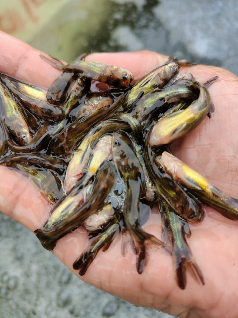 黄骨鱼苗、杂交黄骨鱼骨，一手货源，苗场直销，欢迎订购