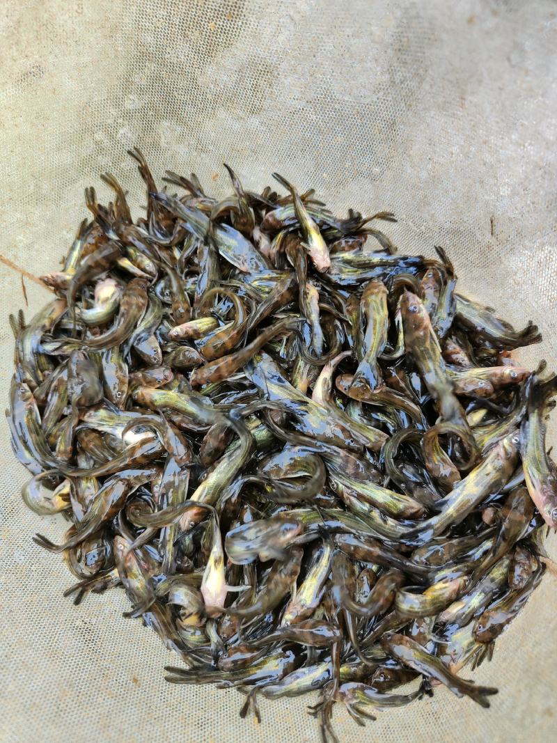 黄骨鱼苗、杂交黄骨鱼骨，一手货源，苗场直销，欢迎订购