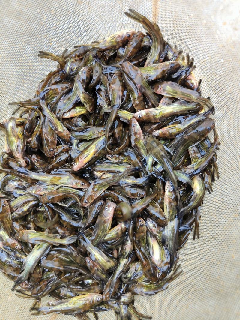 黄骨鱼苗、杂交黄骨鱼骨，一手货源，苗场直销，欢迎订购