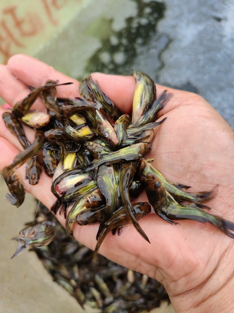 黄骨鱼苗、杂交黄骨鱼骨，一手货源，苗场直销，欢迎订购