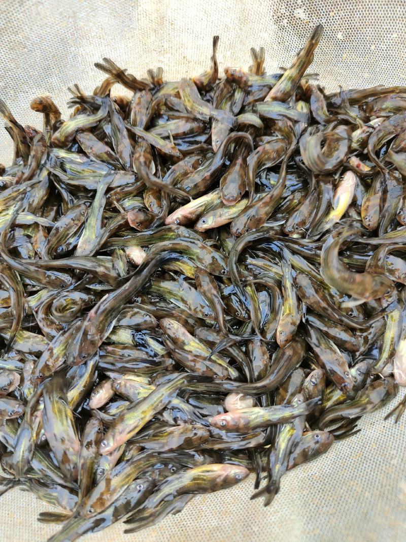 黄骨鱼苗、杂交黄骨鱼骨，一手货源，苗场直销，欢迎订购