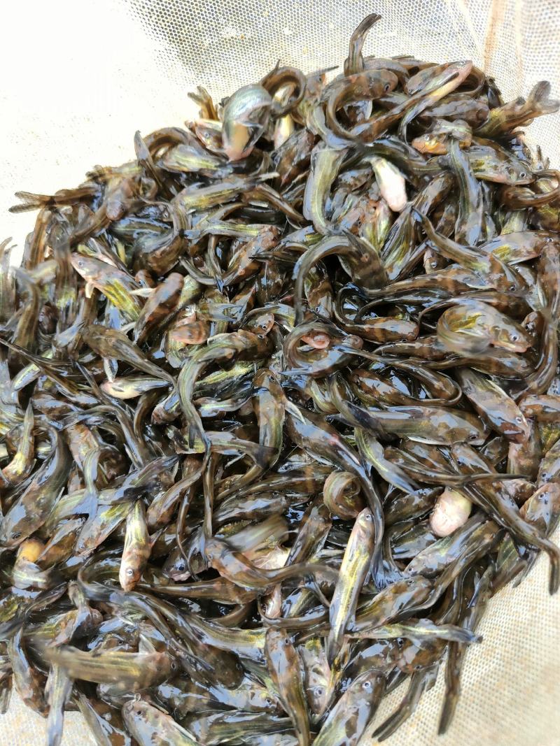 黄骨鱼苗、杂交黄骨鱼骨，一手货源，苗场直销，欢迎订购